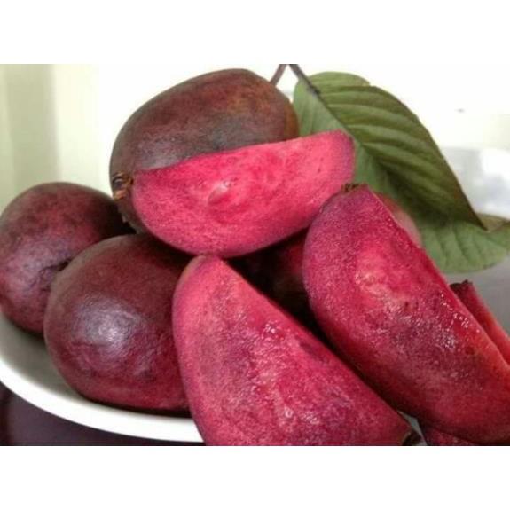 Giống ổi tím
