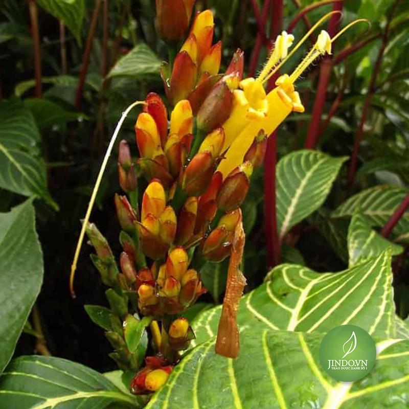 Cây giống cây xăng sê