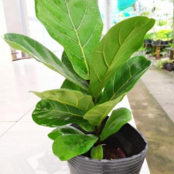 CHUẨN Cây Bàng Ta