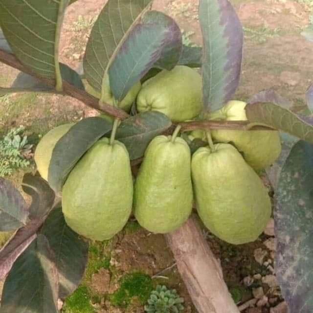 Cây Giống Ổi Lê Ruột Đỏ