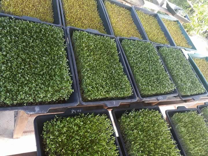 10 Khay trồng rau mầm rau ăn lá giá rẻ - khoan lỗ
