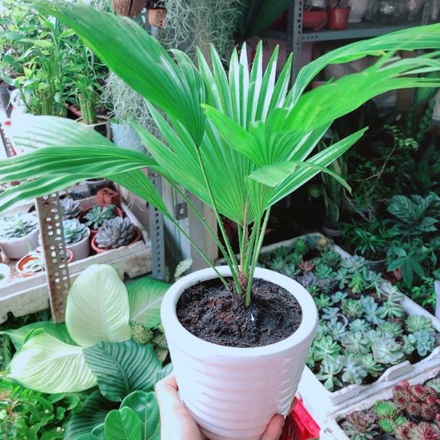 Chậu Cây Cọ Kiểng