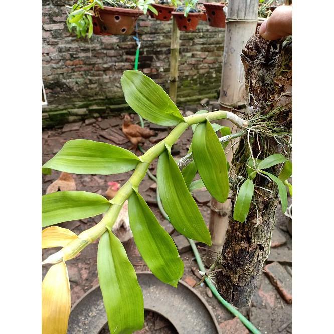 Sản Phẩm phong lan trầm tím