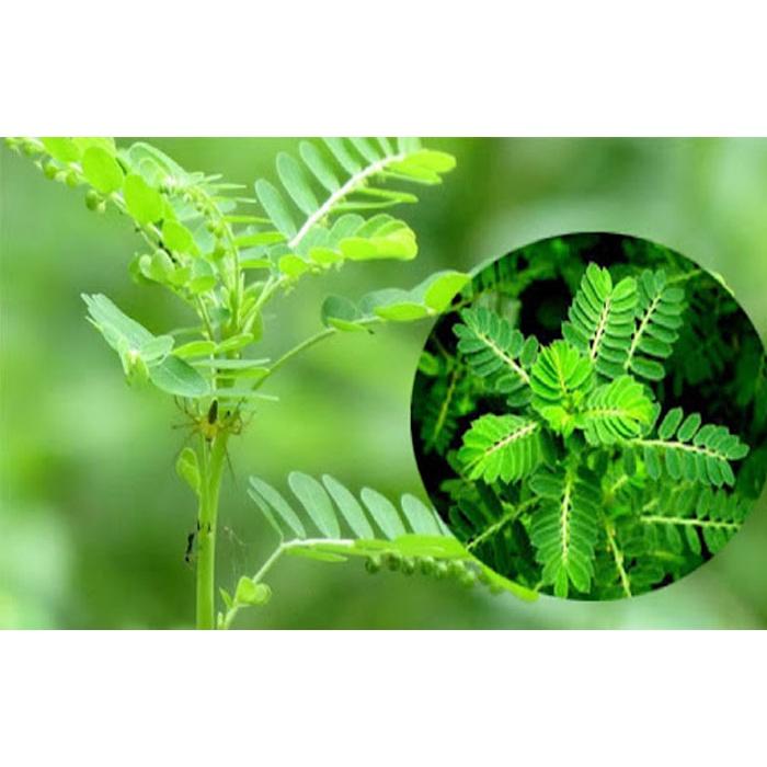 Cây giống Hạ Diệp Châu