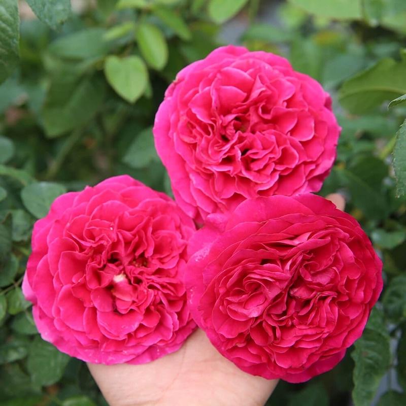 Hoa hồng Kate Rose - hồng leo, hoa to, hoa thơm