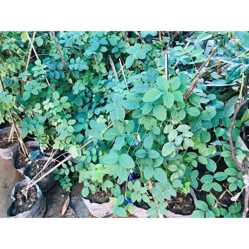 Cây hoa đậu biếc hay bông biếc sử dụng hoa nấu chè, nấu xôi, pha trà uống đều rất hiệu quả.