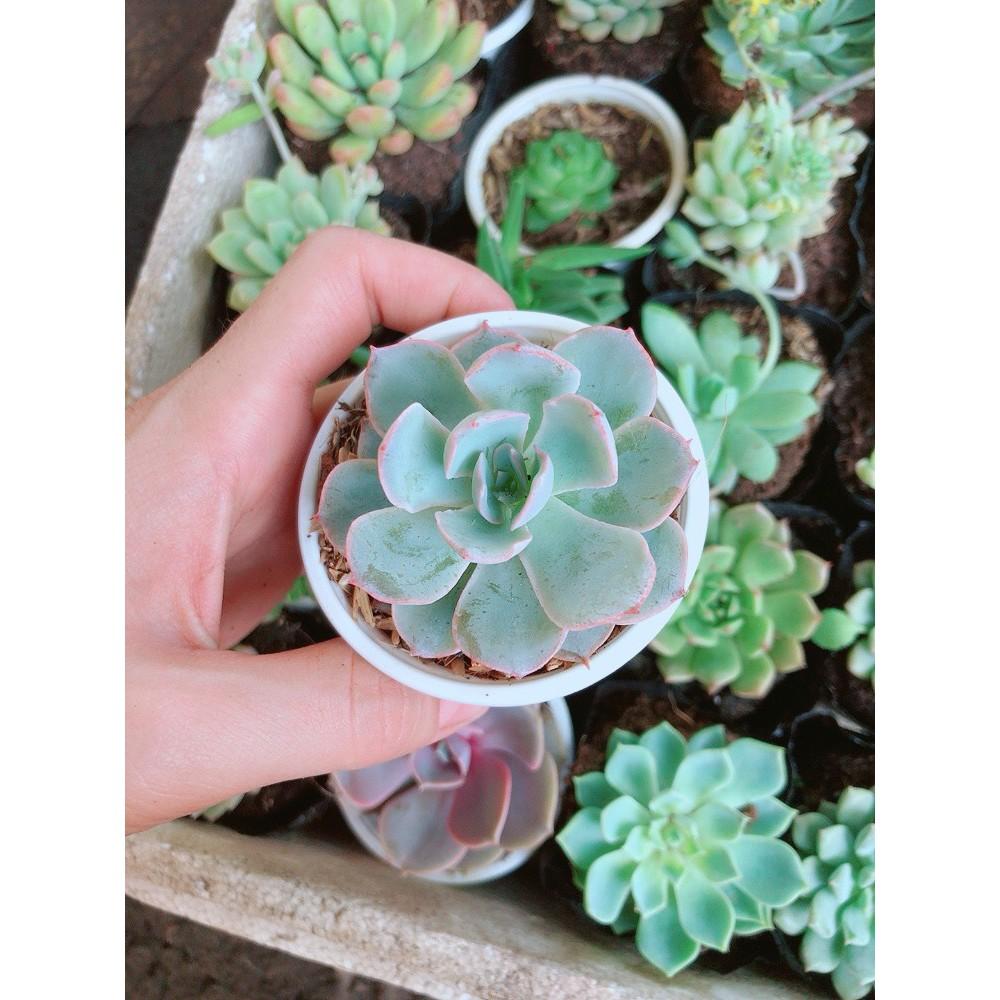 Combo 10 cây sen đá