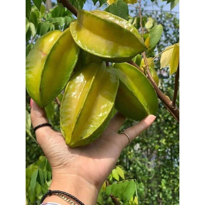 Cây giống khế chua