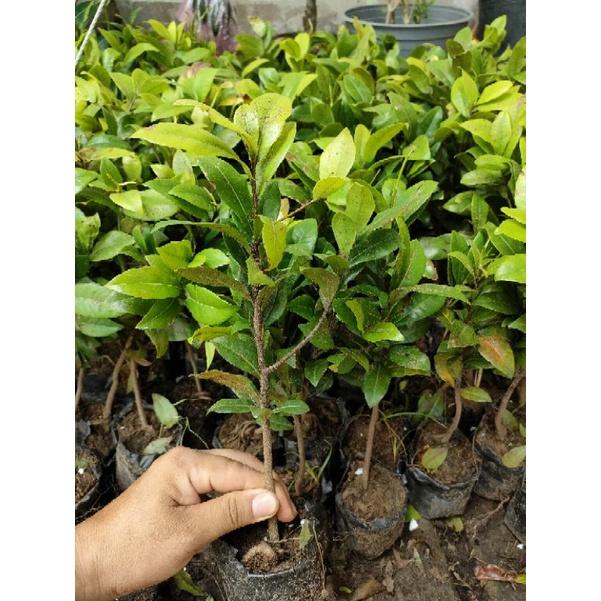Cây giống Hoa mai vàng tứ quý