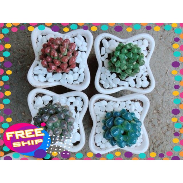 Chậu Kim Cương Xanh Dương