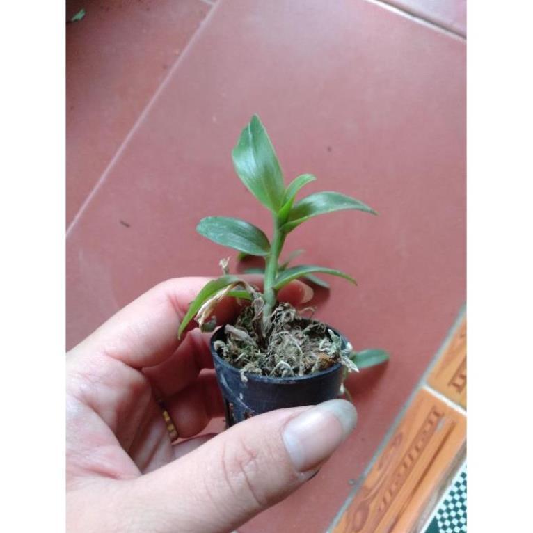 Sản Phẩm hoa phong lan phi điệp lộc bắc gieo hạt