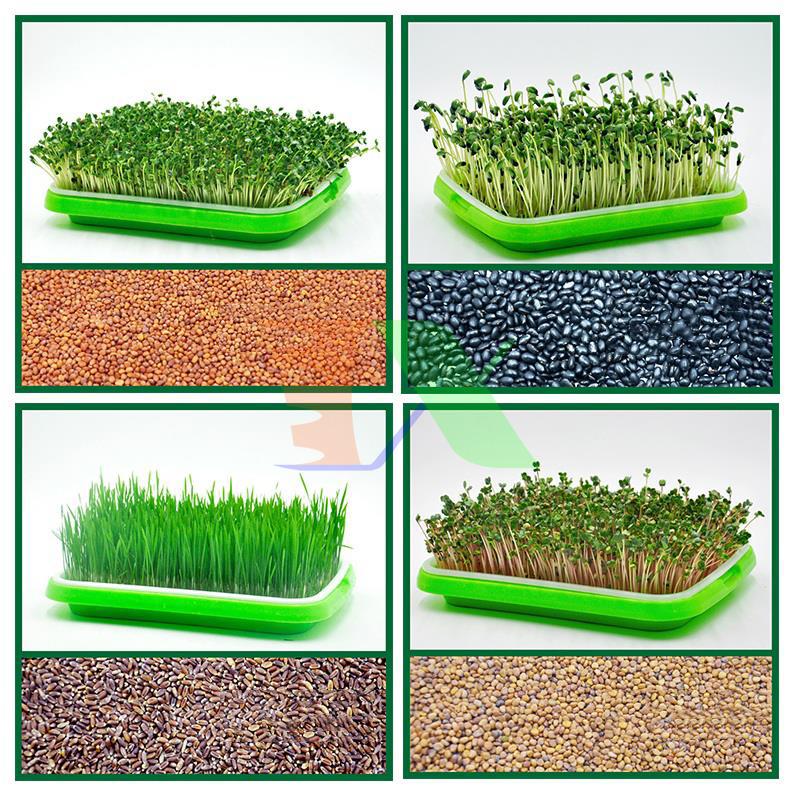 Bộ 5 KHAY NHỰA TRỒNG RAU MẦM THỦY CANH