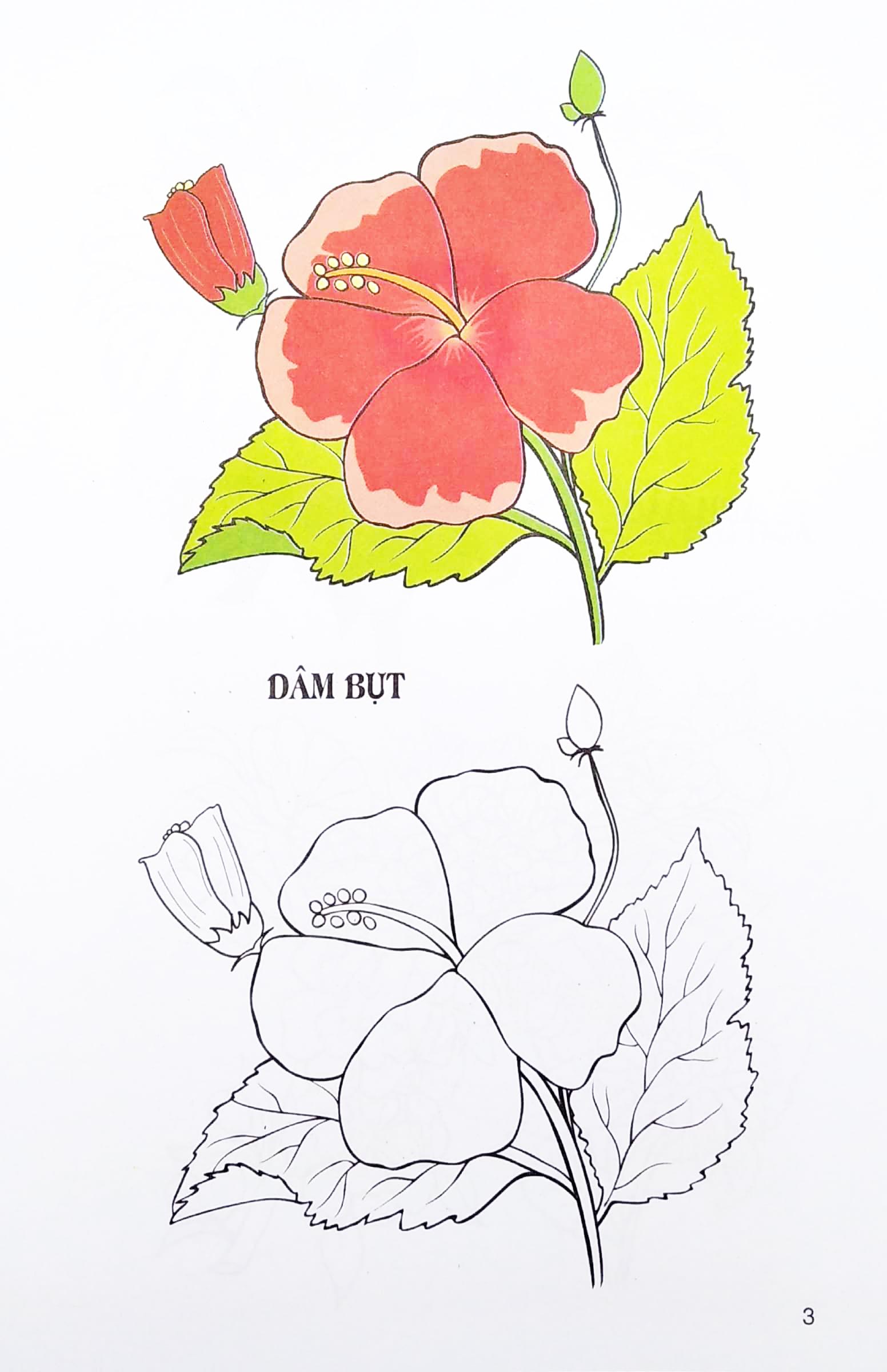 Sách - Tập Tô Màu - Các Loại Hoa