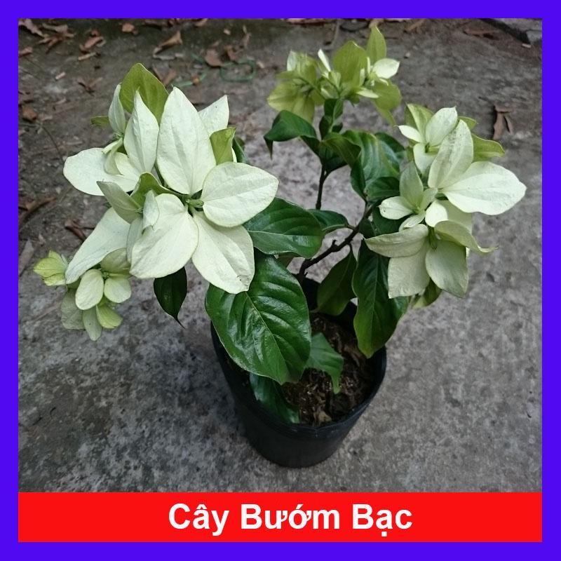 Cây Bướm Bạc - cây cảnh để bàn + tặng phân bón cho cây