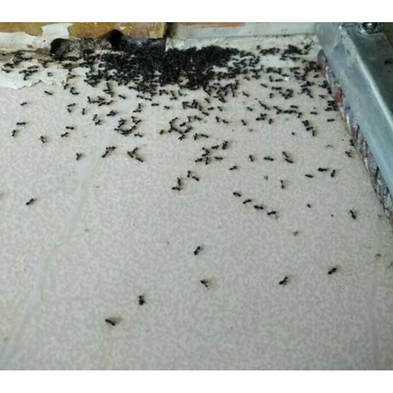 Chai xịt diệt kiến diệt gián ruồi muỗi Sinh học Biopro Chai 500ml Diệt sạch côn trùng gây hại An toàn Hiệu quả Sx tại VN
