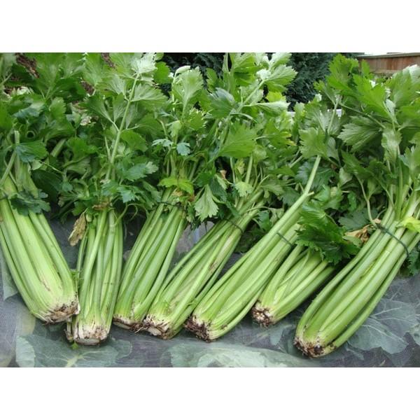 Hạt Giống Cần Tây F1 Siêu Năng Suất,Siêu Dễ Trồng