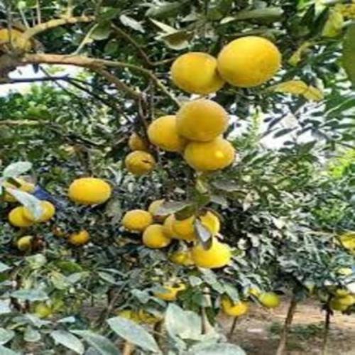 CÂY GIỐNG BƯỞI DIỄN