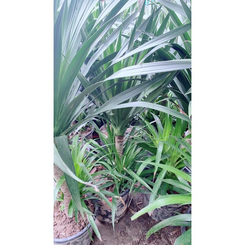 Phát Tài Núi 1 Thân Cao 1m4