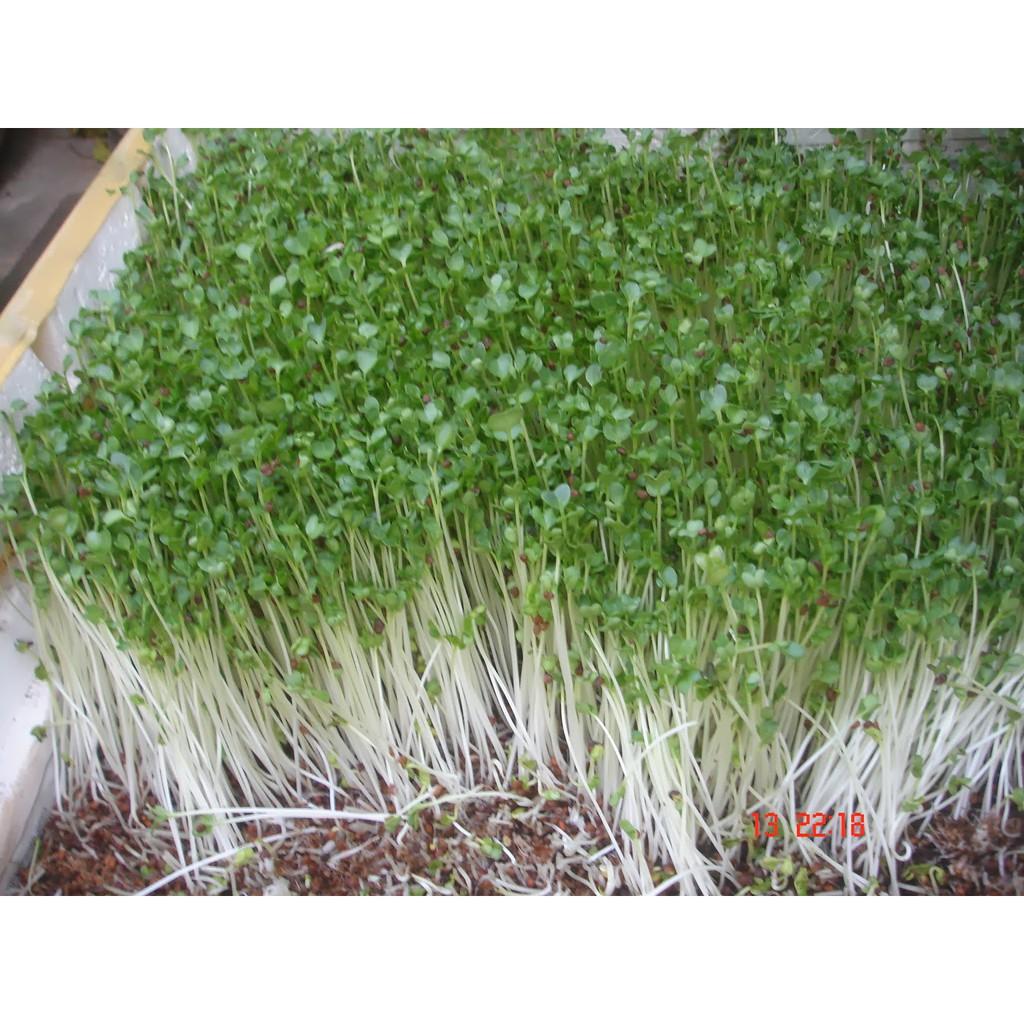Hạt giống mầm thảo dược Methi Phú Nông - 1 gói 20gram