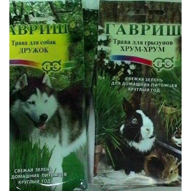 Combo 3 gói Hạt giống mầm cỏ lúa mì, lúa mạch-gói 50 gram