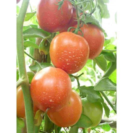 Hạt Giống Cà Chua Lai F1 Gói 50 Hạt+ 700g phân thỏ hữu cơ