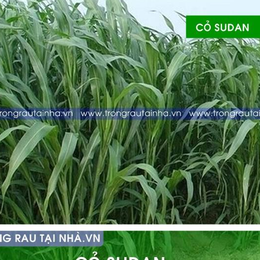 Hạt giống cỏ Sudan lai - Cỏ Cao Lương - Chuyên Dùng Cho Trâu, Bò, ..