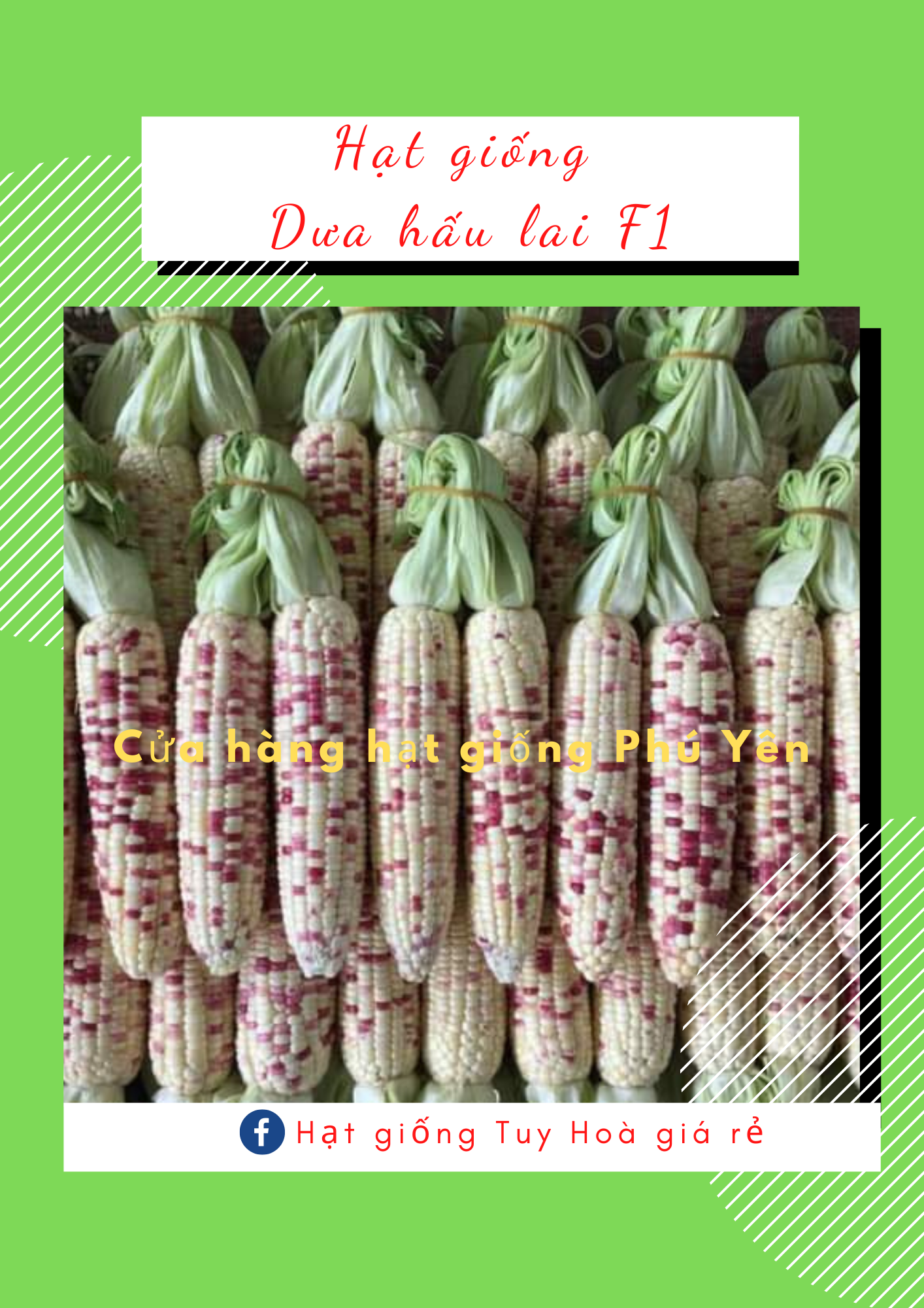 Hạt giống bắp nếp Thái Hồng gói 200 hạt dẻo ngọt