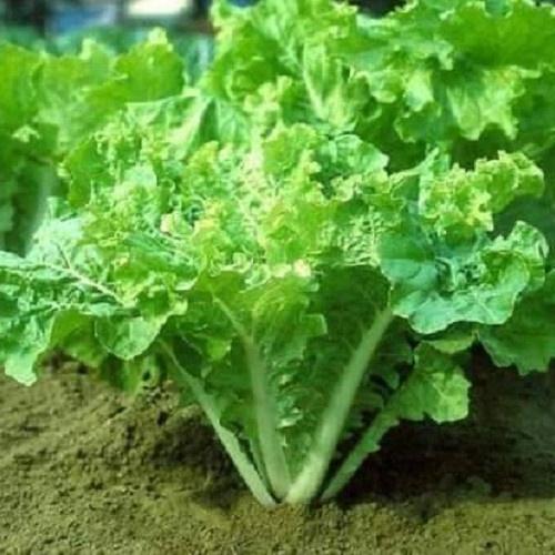 Hạt giống rau cải bẹ dún - Gói 1kg