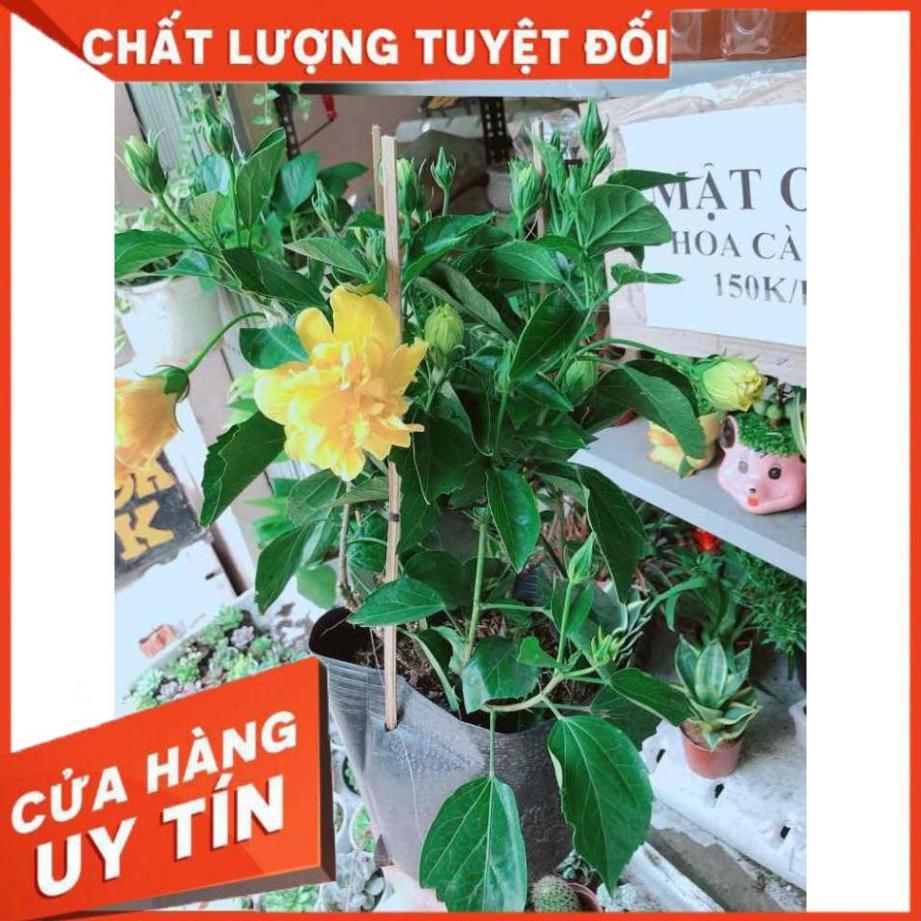 Chậu hoa dâm bụt kép Nhiều Người Mua