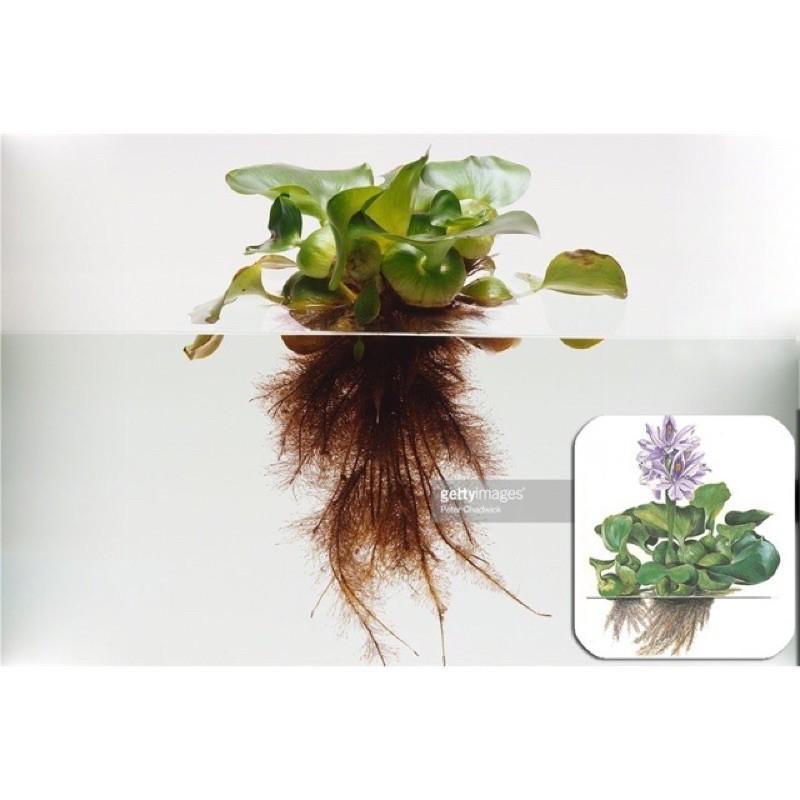 1 cây lục bình , bèo tây thuỷ sinh