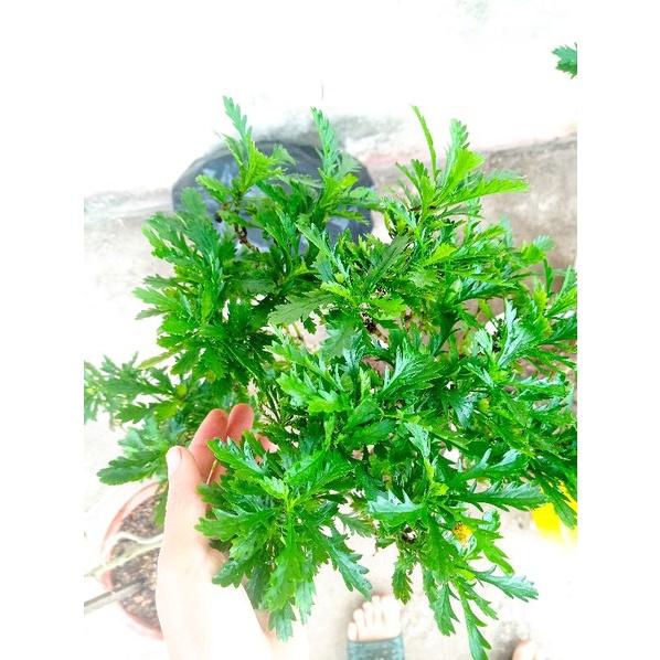 Chậu Cúc thân gỗ đang hoa