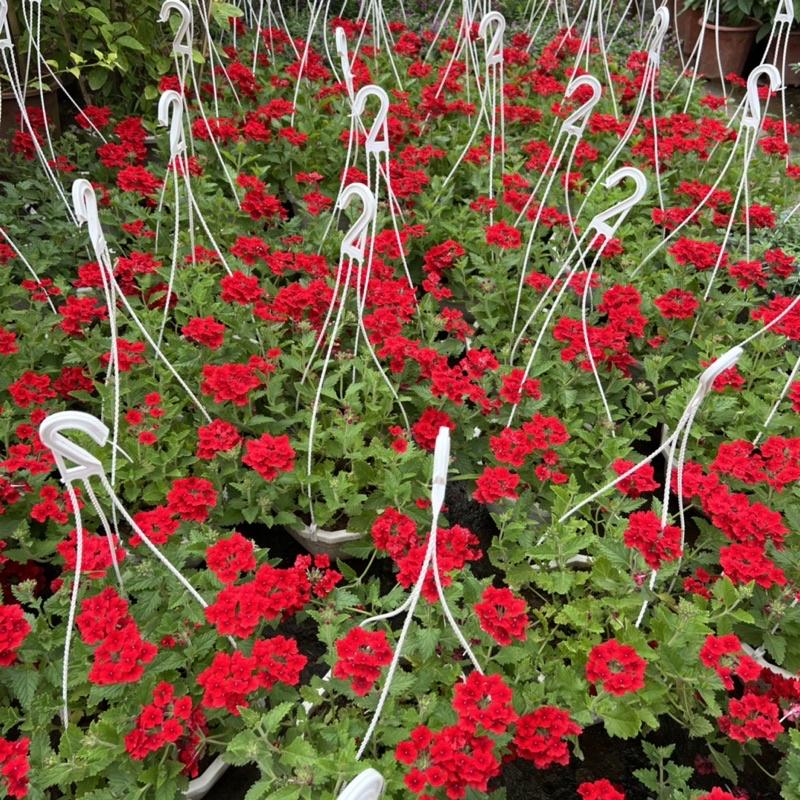 Chậu hoa cúc indo treo dài rủ 15-20cm, cúc nữ hoàng nở rực rỡ đẹp mắt, treo trang trí ban công, sân vườn