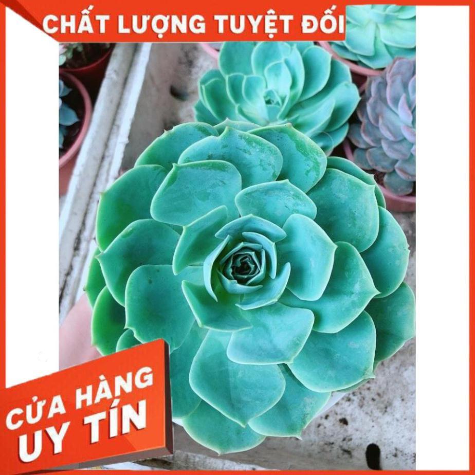 Sen Đá Xanh Đất Size Đại Nhiều Người Mua