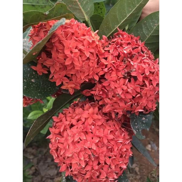 Cây mẫu đơn ta đang hoa cao 60cm