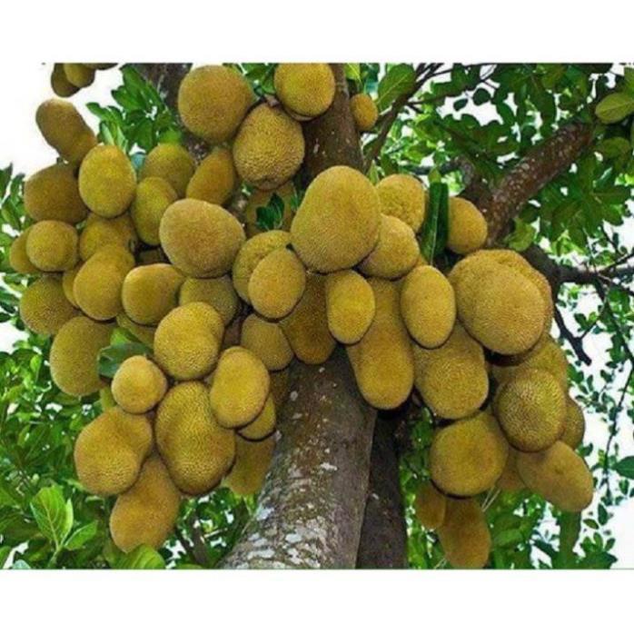 CÂY GIỐNG MÍT TA SIÊU QUẢ, SIÊU NGON, NGỌT, THƠM