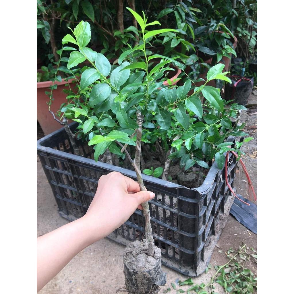TÁO TÀU DẸT
