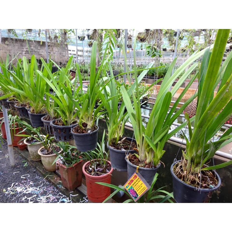 CHẬU LAN KIẾM XANH THÁI LAN , MẶT HOA ĐỘT BIẾN, BẢO HÀNH MẶT HOA THEO YÊU CẦU