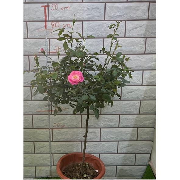 Hoa Hồng ngoại skylark thân gỗ dáng tree- bầu to cây lớn trưởng thành