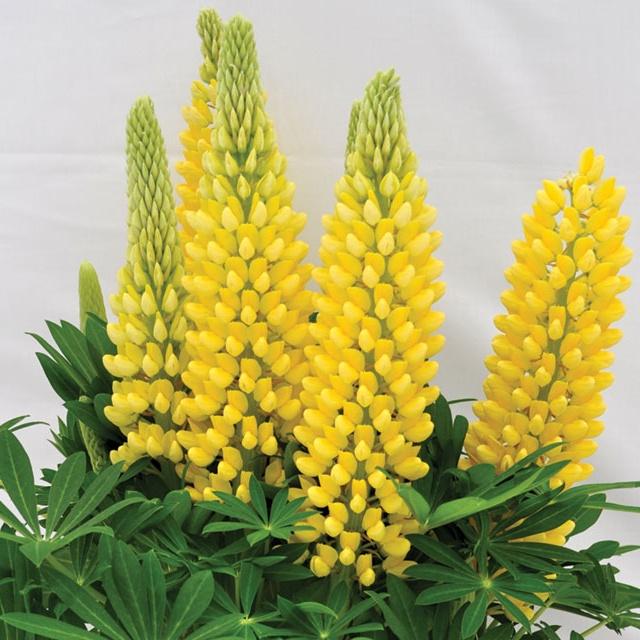 Hạt giống hoa đậu thơm lupin nhiều màu CT406 - Gói 50 hạt