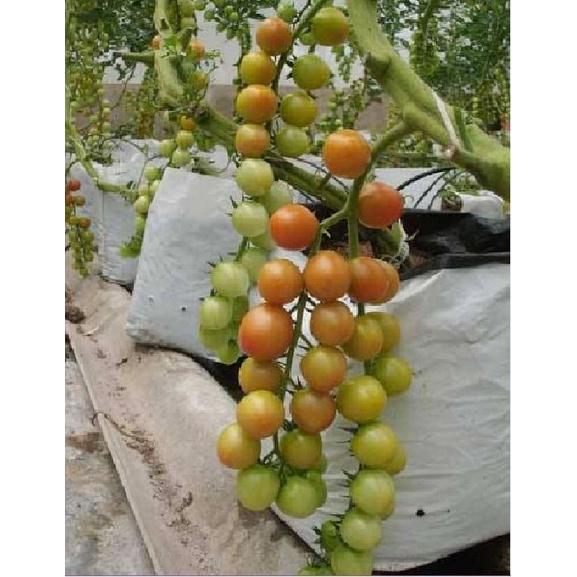 Hạt giống cà chua bi chùm quả vàng dể trồng f1-gói 20 hạt-tặng kèm gói phân bón lót