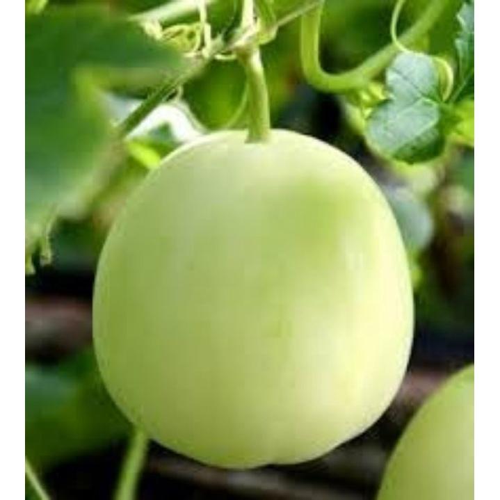 Phân bón Siêu to trái ngọt quả, lớn quả, to quả, siêu ngọt chắc quả ớt, cà chua, dưa hấu, cam bưởi