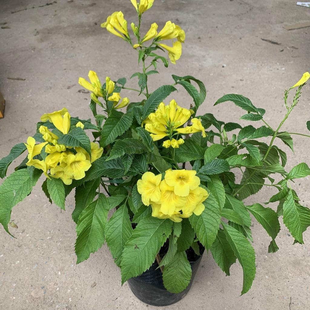 Cây chuông vàng cao 40-50cm, cây tạo bóng mát và nở hoa quanh năm, trồng trang trí sân vườn, ban công
