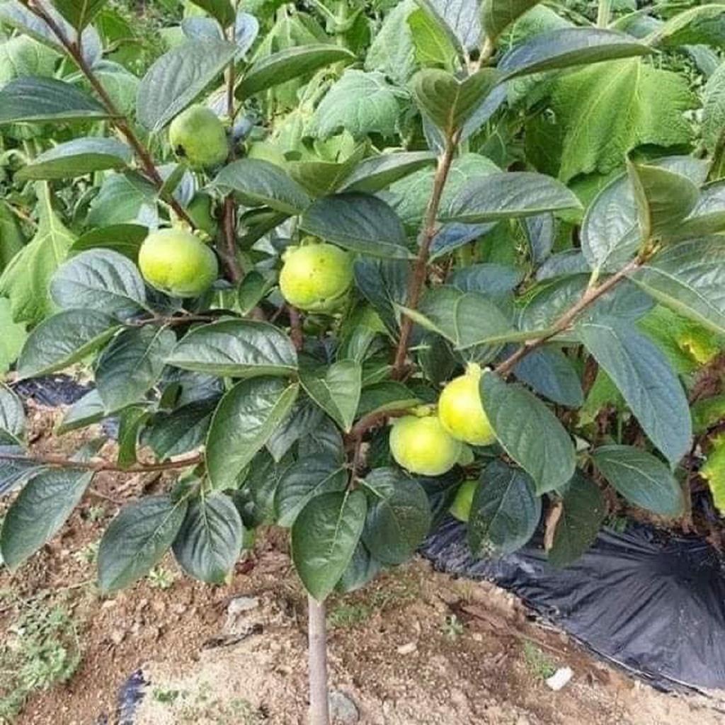 Cây giống Hồng Nhân Hậu.