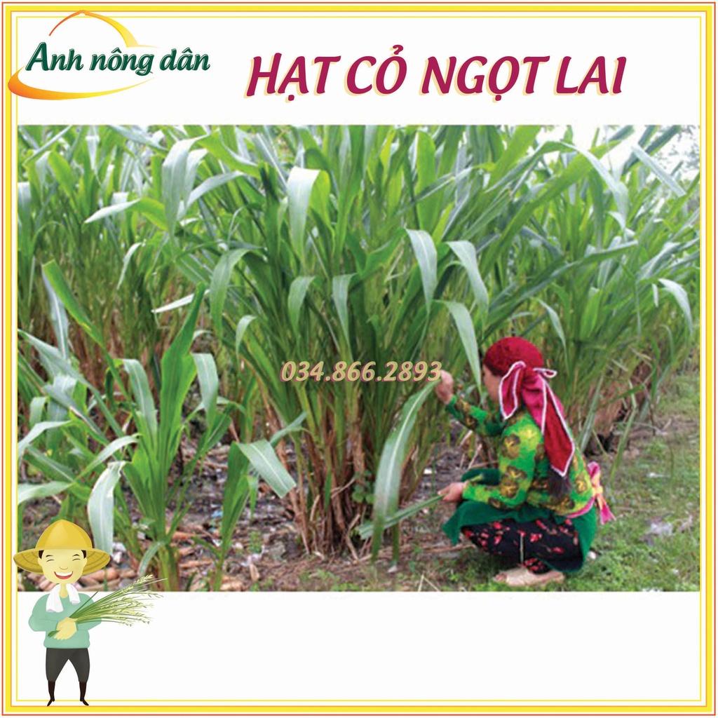 500g Hạt giống cỏ lai ngọt - Hạt giống cỏ chăn nuôi