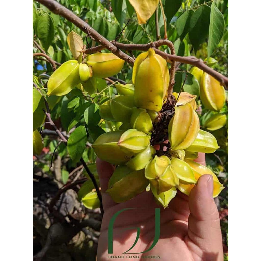 CÂY GIỐNG KHẾ CHÙM