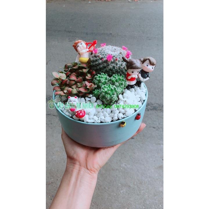 Chậu Cây Xương Rồng Tiểu Cảnh