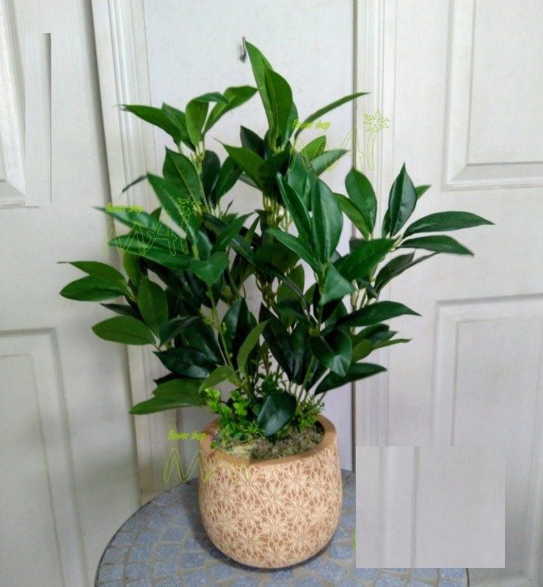 Cây giống CHÈ xanh - CHÈ / San Tuyết - CHÈ TÂN CƯƠNG