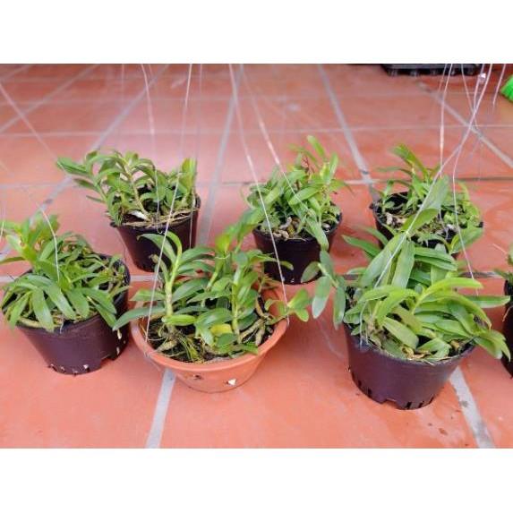 Trầm tím rừng