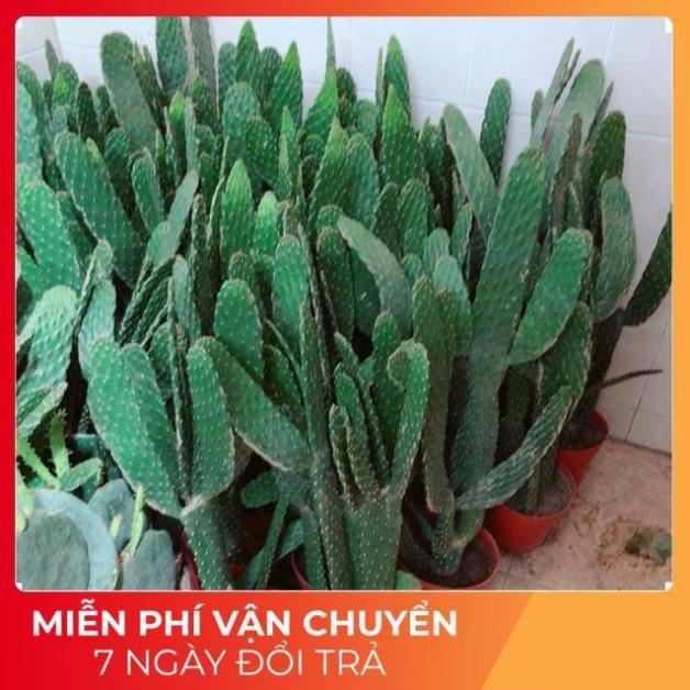 Xương Rồng Size Đại