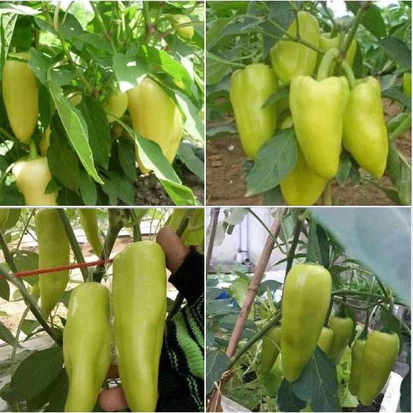 Hạt giống ớt đùi gà Thái Lan-gói 70 hạt/tặng kèm gói phân bón lót